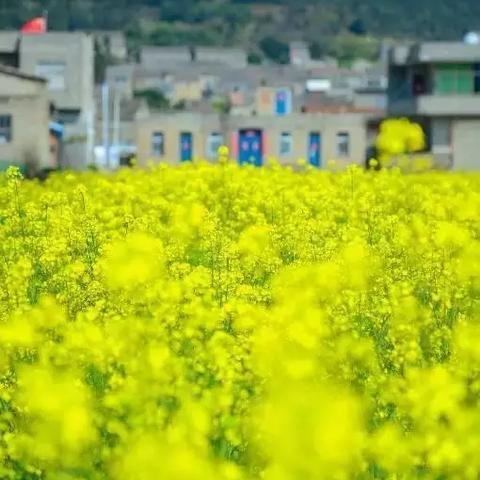 福建家居地毯品牌—探索福建地毯艺术与创新