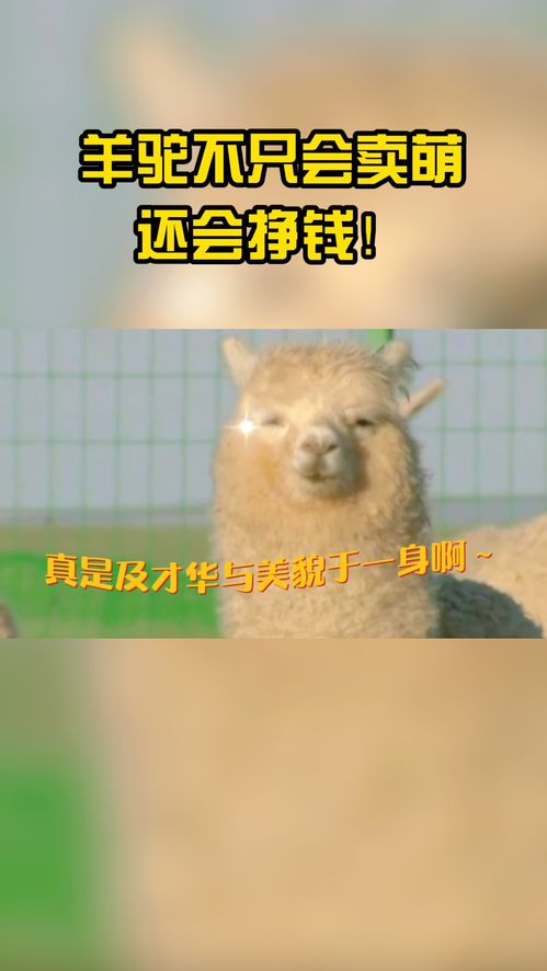 轻松提现羊小咩便荔卡卡里的钱，这些步骤你一定要知道！