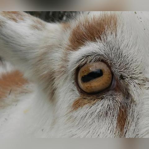 轻松操作，羊小咩便荔卡提现到余额全攻略！