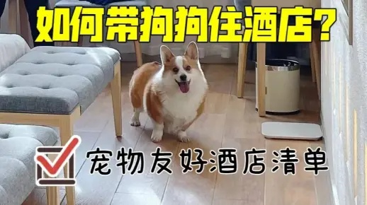 带狗入住酒店，记录查询全攻略