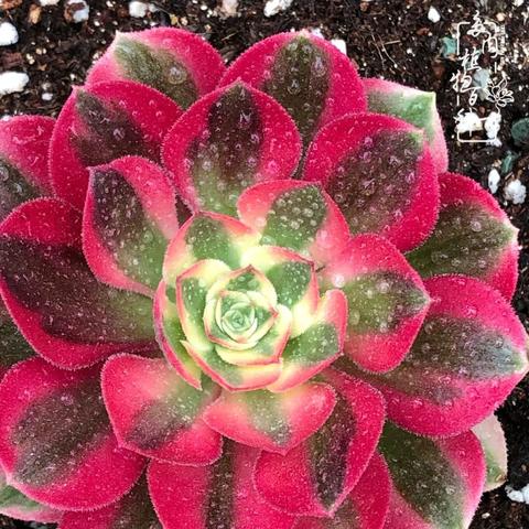 汽车世界的璀璨星辰—各大汽车品牌的辉煌历程与未来展望