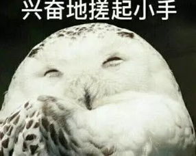 揭秘金东羊小咩便荔卡，真的可以套出来吗？